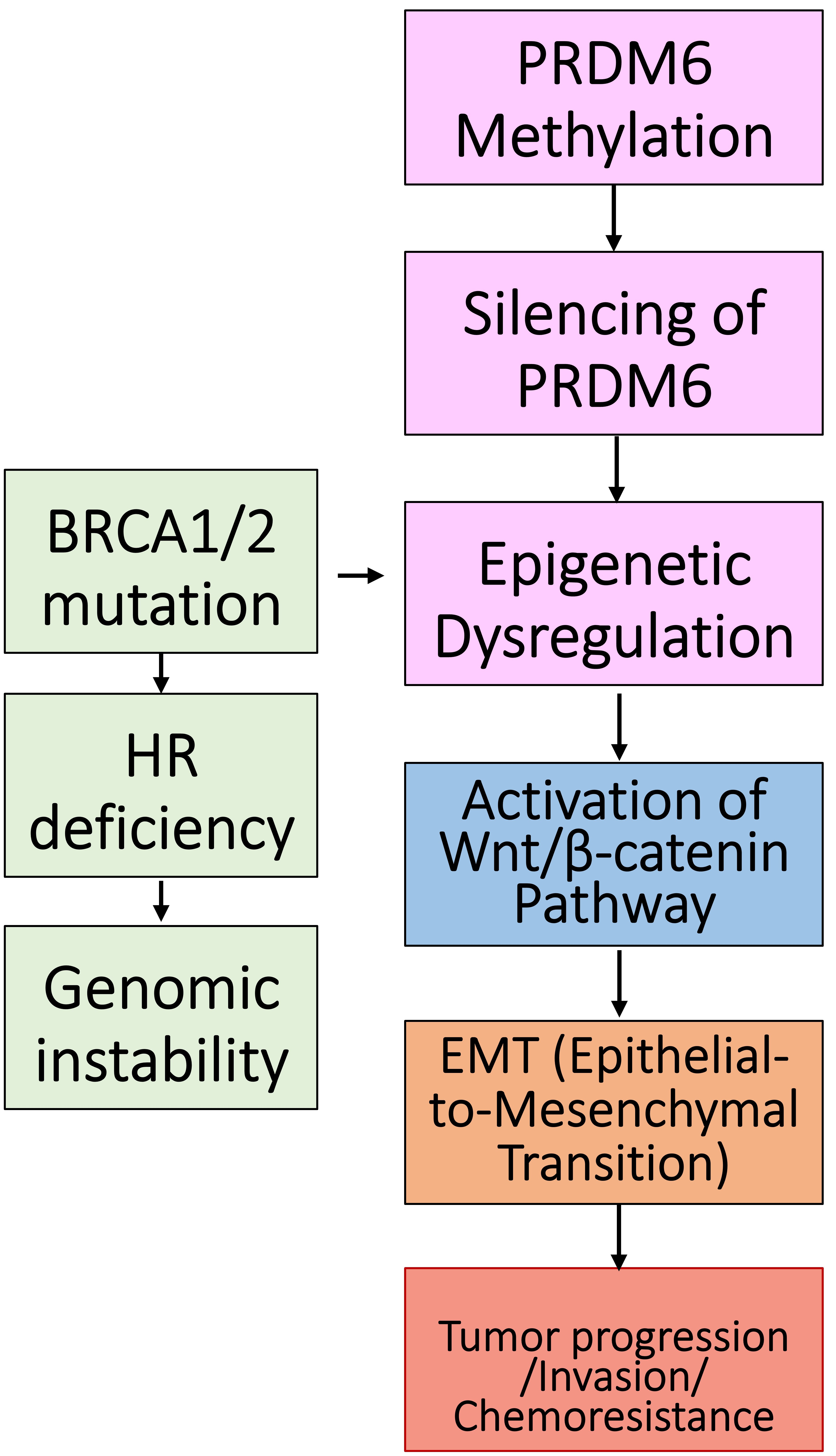 Proposed regulatory mechanism by which PRDM6
methylation may contribute to ovarian cancer development and progression. PRDM6:
PR/SET domain 6; BRCA: Breast Cancer Gene; HR: homologous recombination; Wnt:
wingless-related integration site.