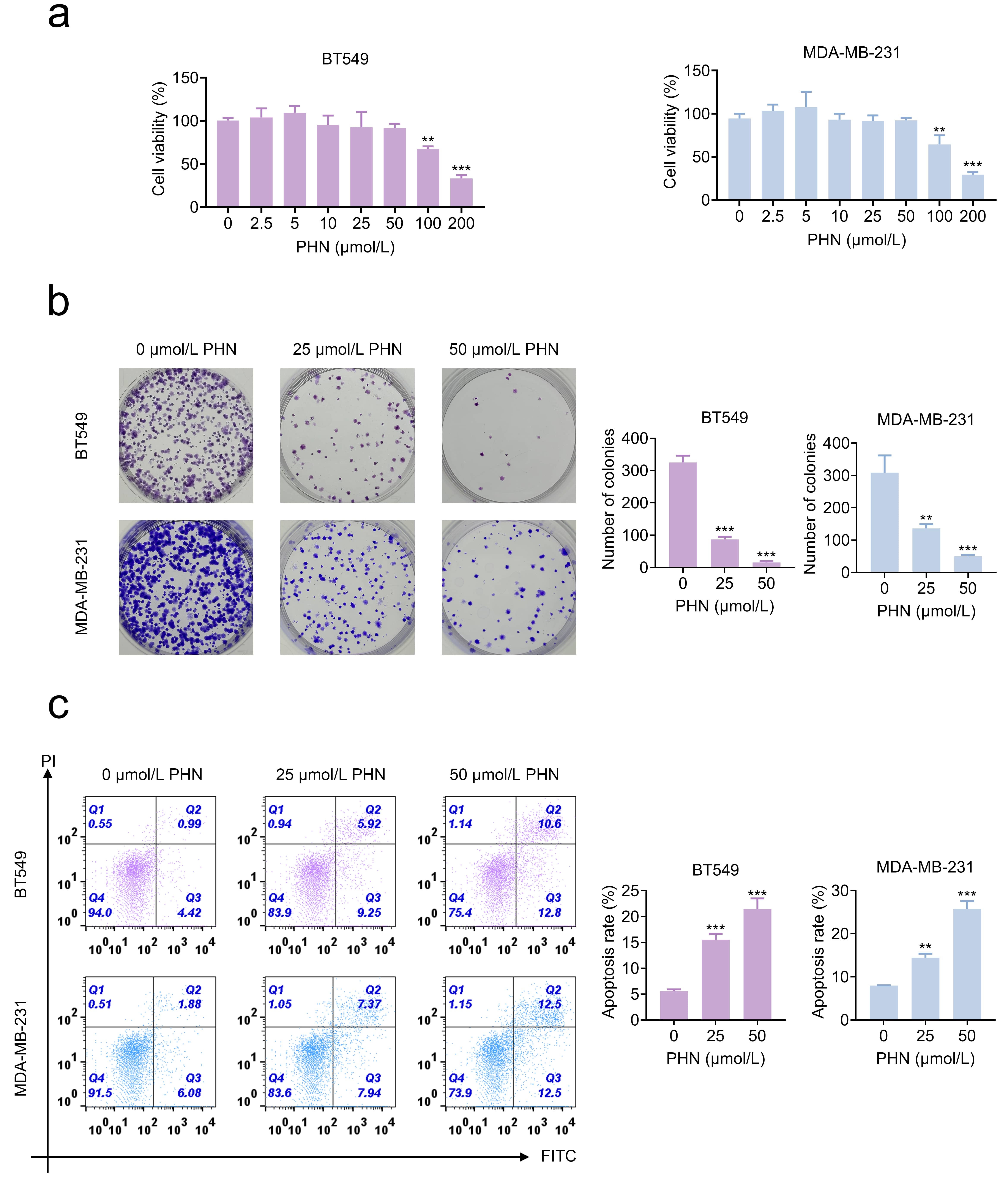 PHN suppressed cell growth in breast cancer. (a) Cell viability 
was assessed by CCK-8 assay following treatment with PHN at concentrations of 0, 
2.5, 5, 10, 25, 50, 100, and 200 µmol/L. (b) Cell proliferation was 
evaluated by colony formation assay in the 0, 25, and 50 µmol/L PHN groups. 
(c) Cell apoptosis was analyzed by flow cytometry in the 0, 25, and 50 
µmol/L PHN groups. **p < 0.01, 
***p < 0.001. Abbreviations: PHN, Phillyrin; PI, propidium 
iodide; FITC, fluorescein isothiocyanate.