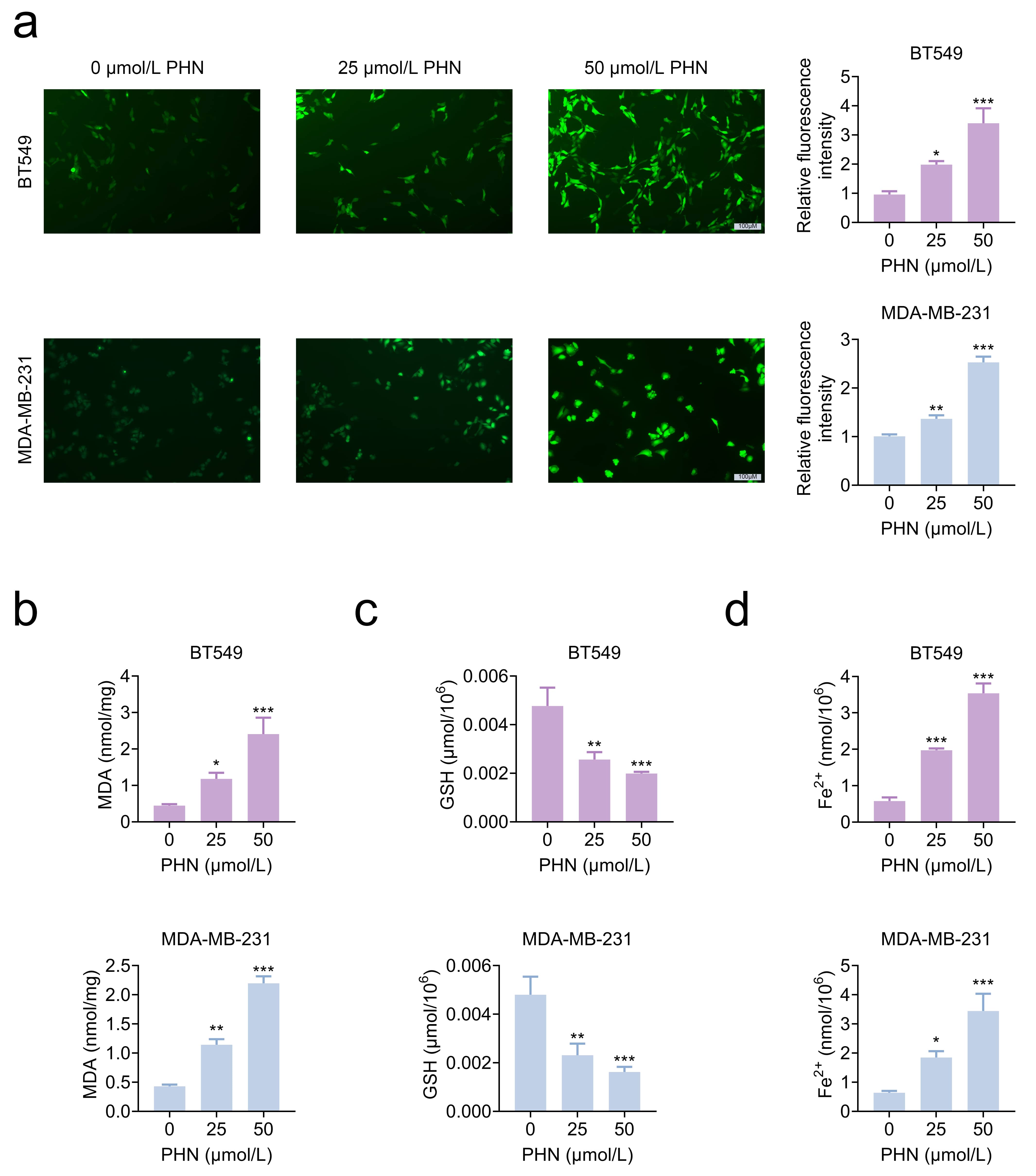 PHN triggered ferroptosis in breast cancer. (a) Intracellular 
ROS levels were evaluated by DCFH-DA staining in the 0, 25, and 50 µmol/L 
PHN groups. (b) MDA levels were measured using the MDA assay kit. (c) GSH levels 
were determined with the GSH assay kit. (d) Fe2+ levels were quantified 
using the Fe2+ assay kit. *p < 0.05, 
**p < 0.01, ***p < 0.001. Abbreviations: 
PHN, Phillyrin; GSH, glutathione.