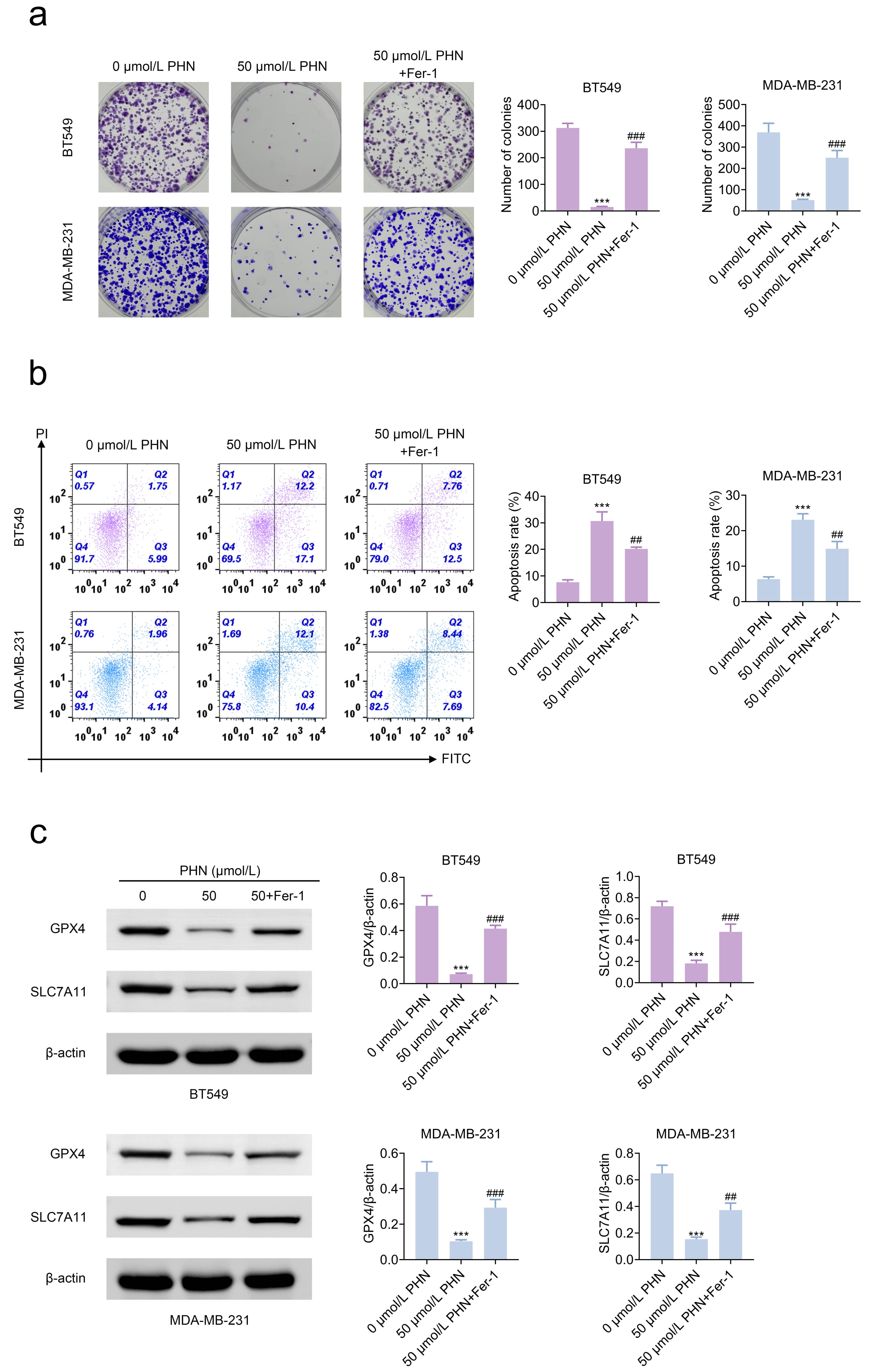 PHN restrained breast cancer cell growth by inducing 
ferroptosis. (a) Cell proliferation was evaluated by colony formation assay in 
the 0 µmol/L PHN, 50 µmol/L PHN, and 50 µmol/L PHN + Fer-1 
groups. (b) Cell apoptosis was analyzed by flow cytometry under the same 
treatment conditions. (c) The protein expression levels of GPX4 and SLC7A11 were 
determined by western blot analysis. ***p < 0.001 
vs. 0 µmol/L PHN group; ##p < 0.01, ###p < 0.001 vs. 50 µmol/L PHN group. Abbreviations: PHN, Phillyrin; 
Fer-1, Ferrostatin-1; GPX4, glutathione peroxidase 4; SLC7A11, solute carrier 
family 7 member 11.