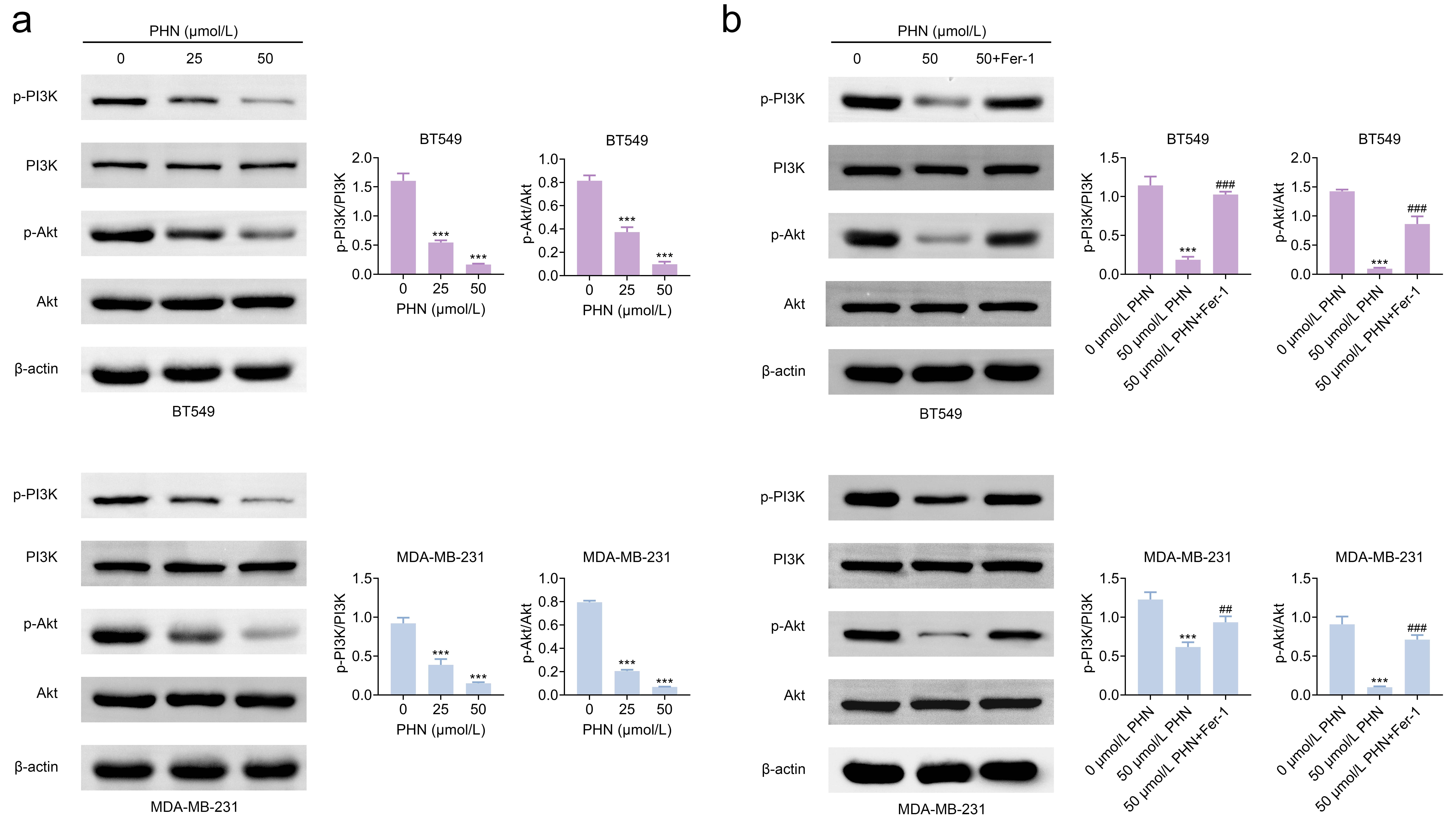 PHN inhibited the PI3K/Akt pathway. (a) Protein expression 
levels of p-PI3K, PI3K, p-Akt, and Akt were analyzed by western blot in the 0, 
25, and 50 µmol/L PHN groups. ***p < 0.001. (b) Protein 
expression levels of p-PI3K, PI3K, p-Akt, and Akt were determined by western blot 
in the 0 µmol/L PHN, 50 µmol/L 
PHN, and 50 µmol/L PHN + Fer-1 groups. ***p < 0.001 
vs. 0 µmol/L PHN group; ##p < 0.01, ###p < 0.001 vs. 50 µmol/L PHN group. Abbreviations: PHN, Phillyrin; 
Fer-1, Ferrostatin-1; p-PI3K, phosphorylated phosphatidylinositol 3-kinase; 
p-Akt, phosphorylated protein kinase B.