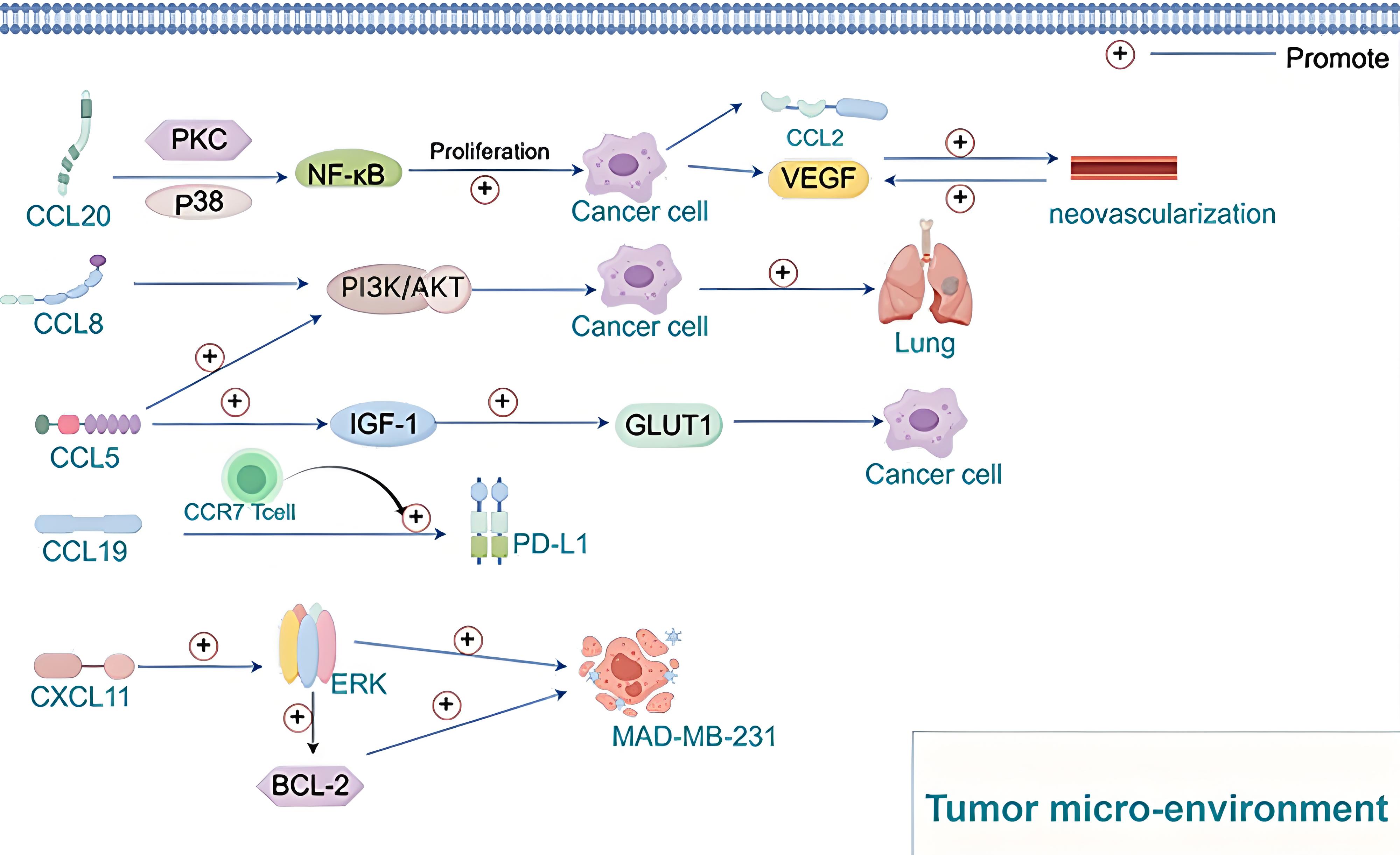 The picture illustrates the interplay between different
chemokines and the different ways in which they act to cause breast cancer. PKC:
protein kinase C; NF-κB: nuclear factor kappa-B; PI3K:
phosphatidylinositol 3-kinase; AKT: protein kinase B; IGF-1: insulin-like growth
factor 1; PD-L1: Programmed cell death ligand 1; ERK: extracellular regulated
protein kinases; BCL-2: B-cell lymphoma-2; VEGF: vascular endothelial growth
factor; GLUT1: glucose transporters1.