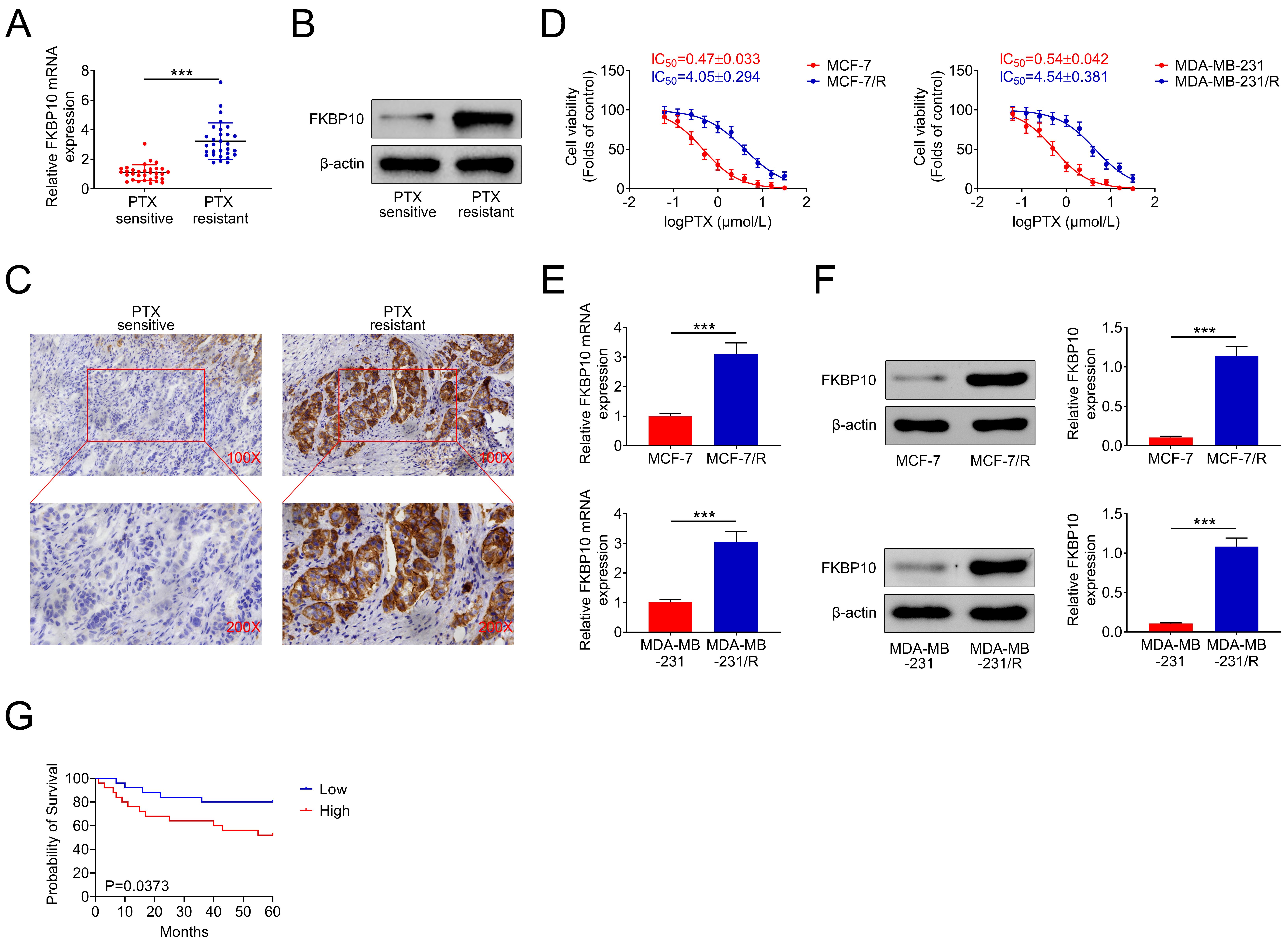 FKBP10 was highly expressed in paclitaxel (PTX)-resistant breast 
cancer tissues and cells. (A) qPCR analysis of FKBP10 mRNA levels in 
PTX-resistant and non-resistant BC tissues. (B) Immunoblot analysis of FKBP10 
protein levels in PTX-resistant and non-resistant BC tissues. (C) IHC staining of 
FKBP10 expression in PTX-resistant and non-resistant BC tissues. (D) CCK-8 assays 
showing the IC50 values of MCF-7 and MDA-MB-231 cell lines treated with PTX 
at the indicated concentrations. (E) qPCR analysis of FKBP10 mRNA levels in 
PTX-resistant and non-resistant MCF-7 and MDA-MB-231 cells. (F) Immunoblot 
analysis of FKBP10 protein levels in PTX-resistant and non-resistant MCF-7 and 
MDA-MB-231 cells. (G) Prognostic analysis of BC patients stratified by high or 
low FKBP10 expression. Each experiment was repeated three times. Data are shown 
as mean ± SD, ***p < 0.001. FKBP10: FK506 Binding 
Protein 10; PTX: paclitaxel; IC50: half maximal inhibitory concentration.