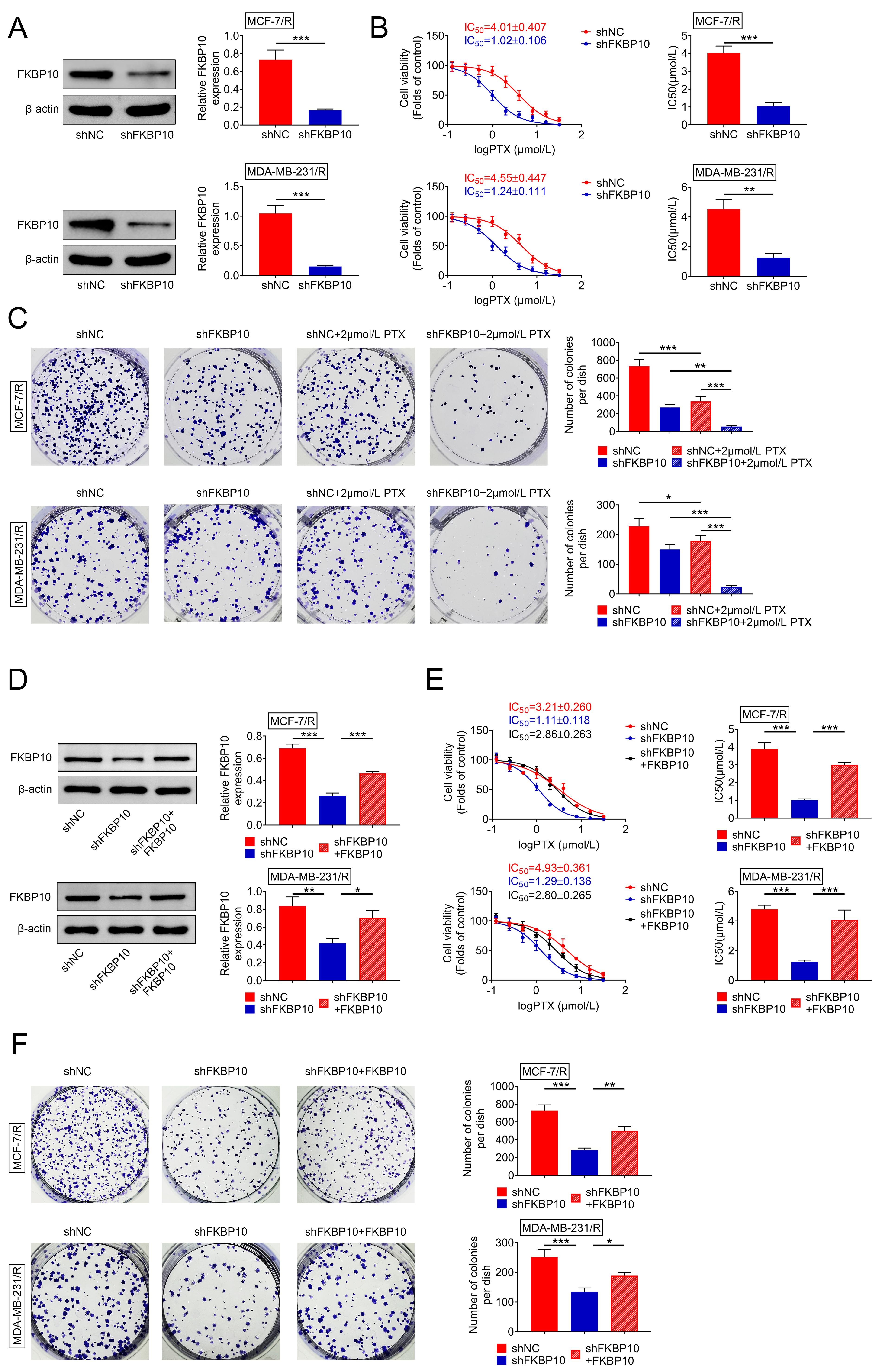 FKBP10 depletion enhanced the sensitivity of BC cells to PTX. 
(A) Immunoblot analysis of FKBP10 protein levels in PTX-resistant MCF-7 and 
MDA-MB-231 cells under the indicated treatments. (B) CCK-8 assays showing the 
IC50 values of PTX-resistant MCF-7 and MDA-MB-231 cells under the indicated 
treatments. (C) Colony formation assays assessing the proliferative capacity of 
PTX-resistant MCF-7 and MDA-MB-231 cells under the indicated treatments. (D) 
Immunoblot analysis of FKBP10 expression in MCF-7/R and MDA-MB-231/R cells 
transfected with shNC, shFKBP10, or shFKBP10 + FKBP10; quantification of FKBP10 
protein levels is shown on the right. (E) CCK-8 assays showing IC50 values 
of PTX in MCF-7/R and MDA-MB-231/R cells after FKBP10 knockdown or rescue. 
Restoring FKBP10 expression reversed the enhanced chemosensitivity induced by 
FKBP10 depletion. (F) Colony formation assays showing that reintroduction of 
FKBP10 partially restored the proliferative capacity of MCF-7/R and MDA-MB-231/R 
cells suppressed by FKBP10 depletion; quantitative analysis of colony numbers is 
presented. Each experiment was repeated three times. Data are shown as mean 
± SD, *p < 0.05, **p < 0.01, 
***p < 0.001. FKBP10: FK506 Binding Protein 10; PTX: 
paclitaxel; IC50: half maximal inhibitory concentration; shNC: short hairpin 
negative control.