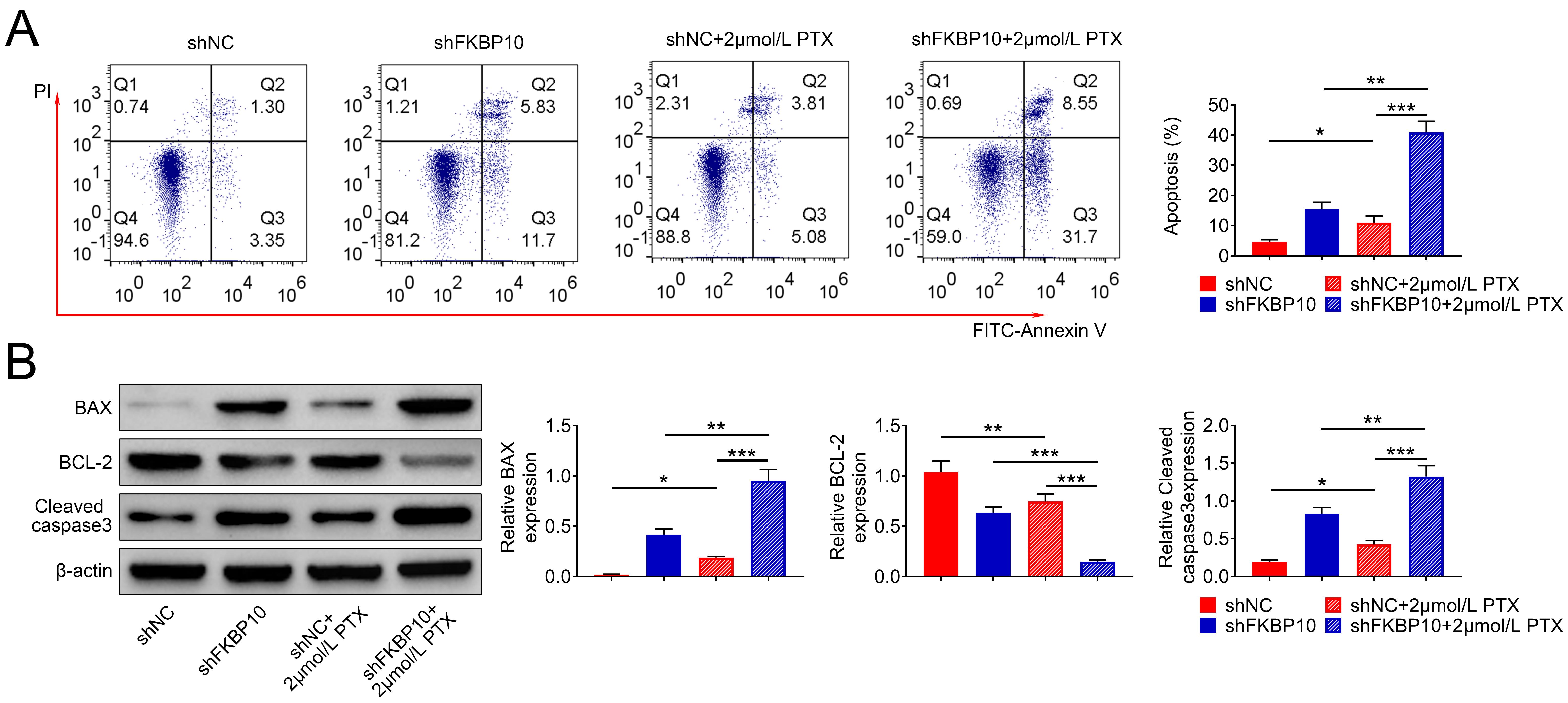 FKBP10 ablation stimulated apoptosis in PTX-resistant breast 
cancer cells. (A) Flow cytometry analysis of apoptosis in PTX-resistant MCF-7 
and MDA-MB-231 cells under the indicated treatments. (B) Immunoblot analysis of 
Bax, Bcl-2, and cleaved caspase-3 expression in PTX-resistant MCF-7 and 
MDA-MB-231 cells under the indicated treatments. Each experiment was repeated 
three times. Data are shown as mean ± SD, *p < 0.05, 
**p < 0.01, ***p < 0.001. FKBP10: FK506 
Binding Protein 10; PTX: paclitaxel; shNC: short hairpin negative control; PI: 
propidium iodide; FITC: fluorescein isothiocyanate; Bax: Bcl-2-associated X 
protein; Bcl-2: B-cell lymphoma 2.