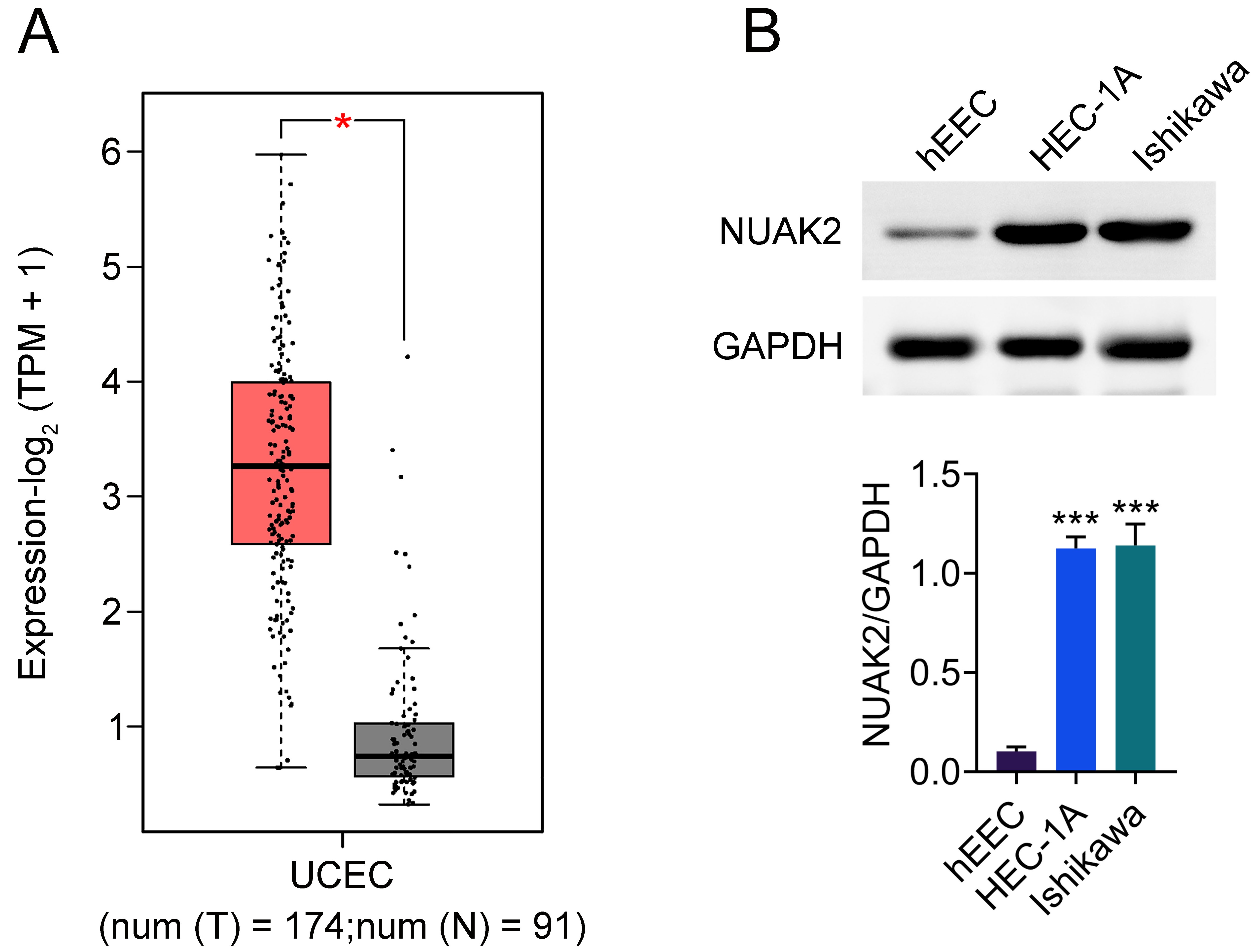 NUAK2 is highly expressed in 
endometrial cancer. (A) The GEPIA website 
was used to analyze the expression differences of NUAK2 between EC tissues and 
normal tissues. *p  < 0.05. (B) Western blotting was used to 
detect the expression of NUAK2 in normal human endometrial epithelial cells 
(hEEC) and human endometrial cancer cell lines (HEC-1A and Ishikawa). Values are 
presented as mean ± SD. ***p  < 0.001 
vs. hEEC group. n = 3. NUAK2: NUAK family kinase 2; GAPDH: 
Glyceraldehyde-3-Phosphate Dehydrogenase; 
UCEC: Uterine Corpus Endometrial Carcinoma; 
TPM: Transcripts Per Million; 
num (T): number of tumor samples; 
num (N): number of normal samples.