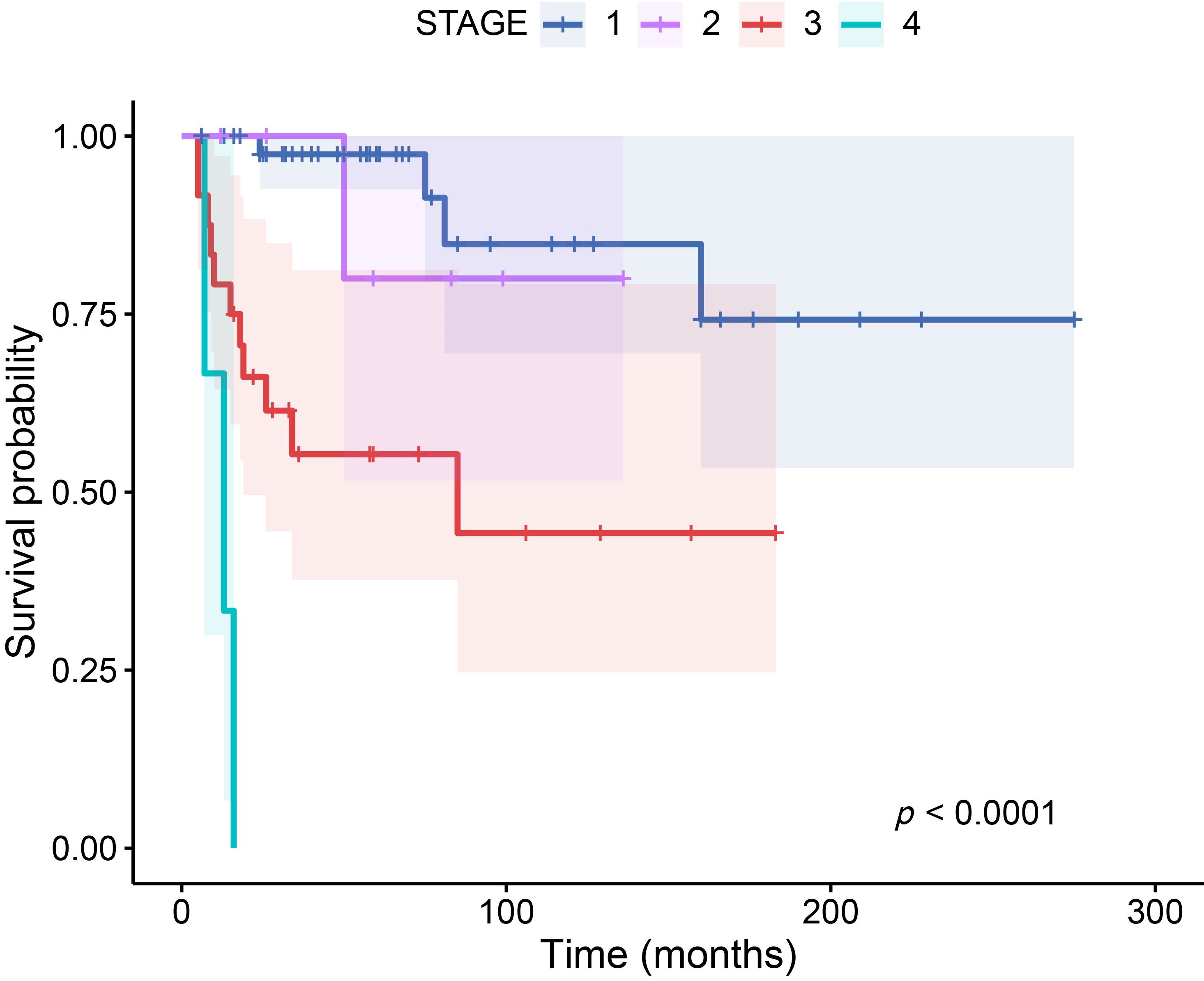 Kaplan-Meier survival curves for overall survival (OS)
stratified by FIGO stage. Patients with advanced tumor stages (Stage III–IV)
demonstrated significantly poorer OS compared with those with Stage I and Stage
II disease (p < 0.0001, log-rank test). Survival probability
(0.00–1.00) was analyzed over a follow-up period of 0–300 months. Symbols
(“+” markers) indicate censored observations. Tumor staging was classified as
Stage I (n = 45), Stage II (n = 7), Stage III (n = 24), and Stage IV (n = 3)
based on standardized criteria, emphasizing the inverse correlation between
advanced-stage disease and survival outcomes.