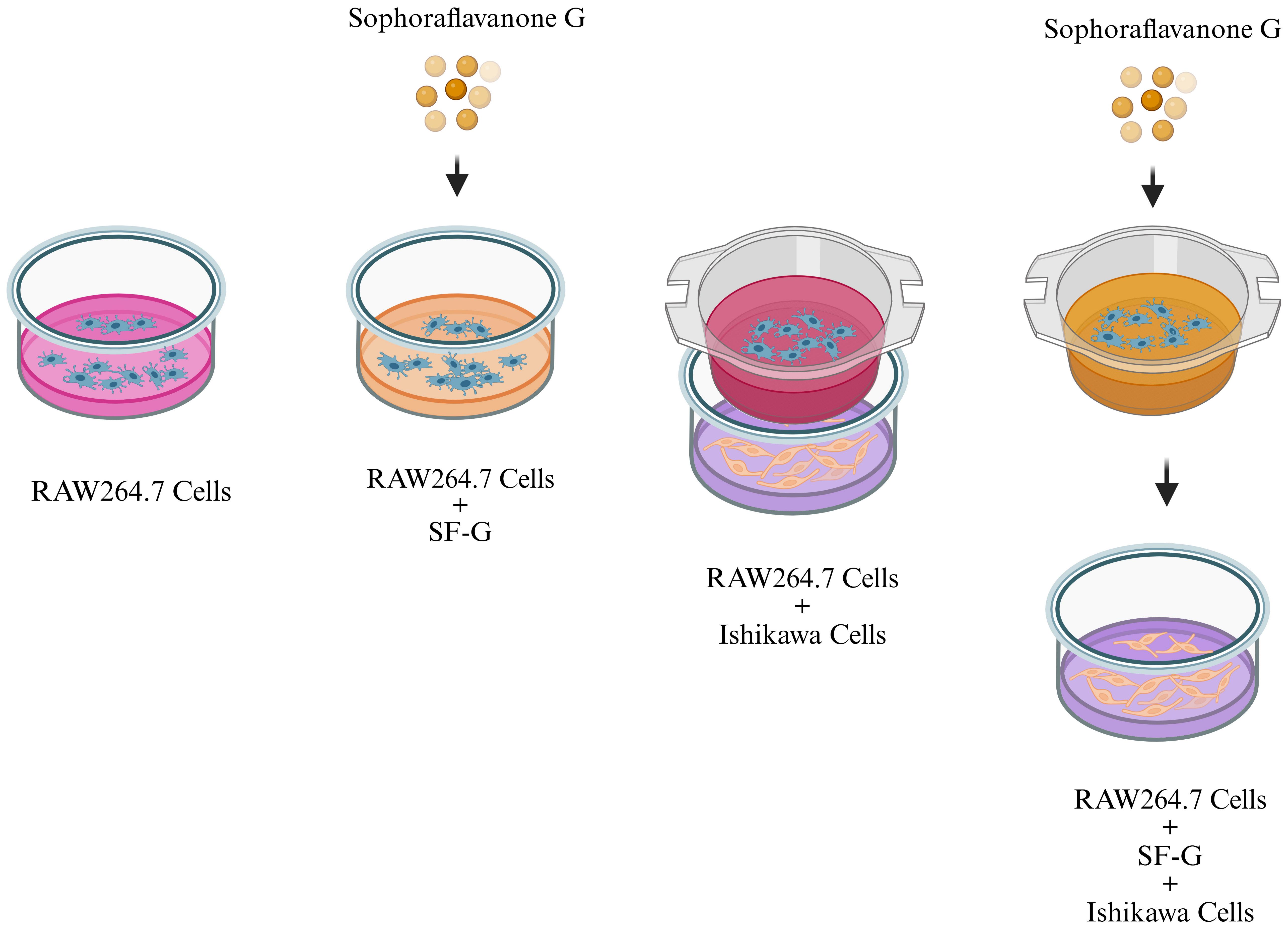 Schematic representation of co-cultures of RAW264.7 and Ishikawa 
cells used in the study. Created in 
https://BioRender.com. SF-G, sophoraflavanone G.