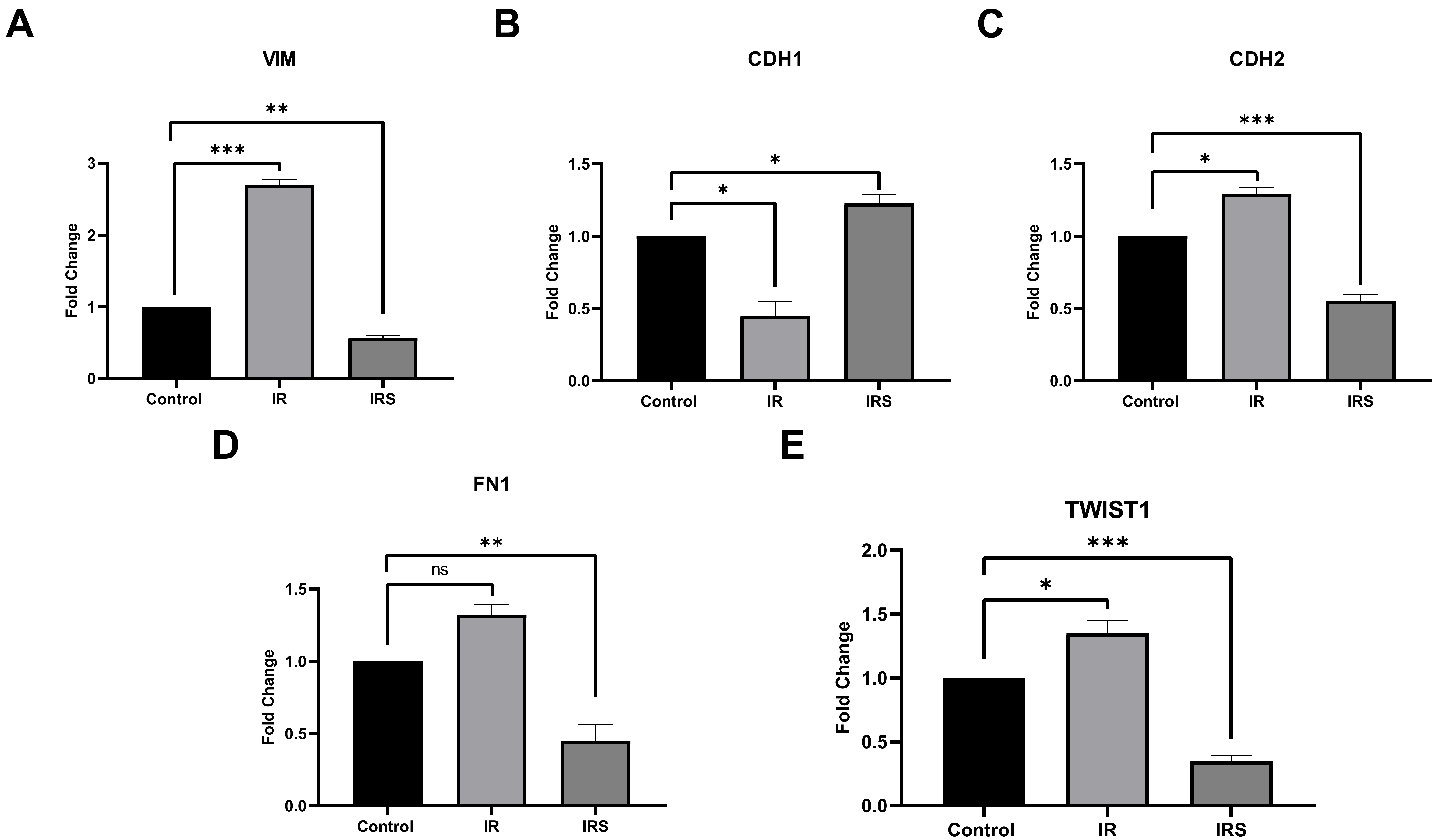 Expression changes of migration pathway-related genes 
in Ishikawa cancer cells. The mRNA levels of VIM (A), CDH1 (B), CDH2 (C), FN1 
(D) and TWIST (E) in Ishikawa cells co-cultured with SF-G-treated and non-treated 
RAW264.7 (Control, Ishikawa cells; IR, Ishikawa cells + RAW264.7; IRS, Ishikawa 
cells + RAW264.7 + SF-G). Target gene relative quantification was performed using 
2−ΔΔCt technique. The housekeeping gene in qRT-PCR studies 
was GAPDH. The fold changes in control and treatment groups were shown in bar 
graphs using GraphPad Prism software version 8.0.2 (California, USA). The data 
were examined using student’s t-test. A p-value of < 0.05 was 
considered statistically significant. *p < 0.05, **p < 0.01 
and ***p < 0.001. p-values > 0.05 were reported as 
statistically not significant (ns). All groups had three biological replicates. 
VIM, vimentin; CDH1, cadherin 1 (E-cadherin); CDH2, 
cadherin 2 (N-cadherin); FN1, fibronectin 1; TWIST1, twist 
family bHLH transcription factor 1.